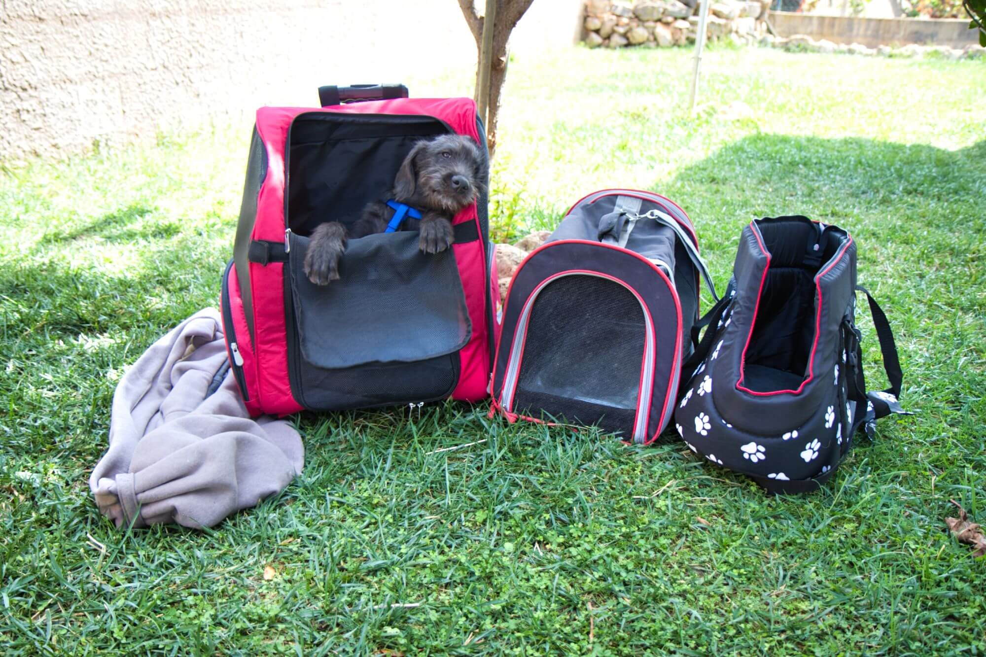 Unser Kaufratgeber zu Hundetragetaschen vergleicht die verschiedenen Hundetaschen.