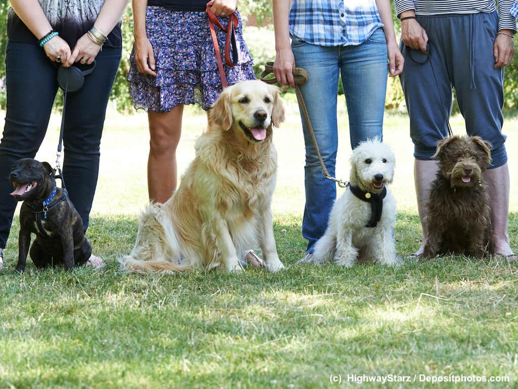 Vier sitzende Hunden vor den Beinen ihrer Besitzer.