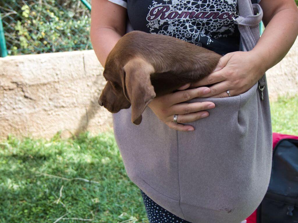 Wir haben die Hundetragetasche "Los Angeles" von Hunter getestet.