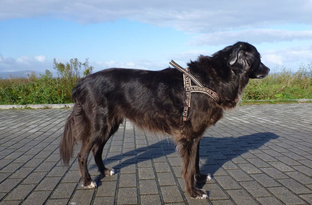 Schwarzer Mischling mit rosafarbenem Norwegergesschirr