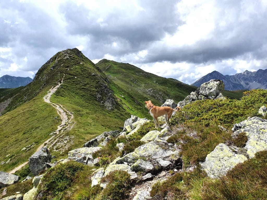 In den Bergen klettern hält Nala fit.