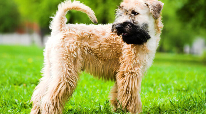 Irish Soft Coated Wheaten Terrier