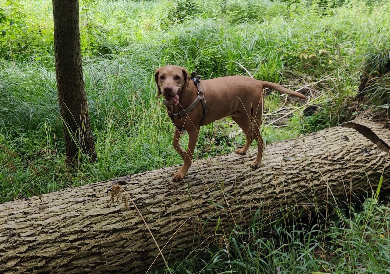 Brauner Hund steht auf einem Baumstamm in einem Wald