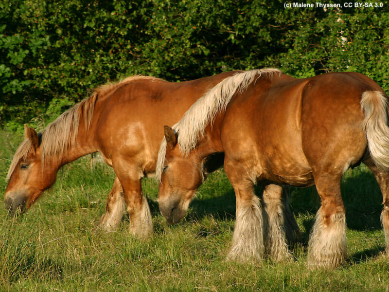Juetlaender Steckbrief