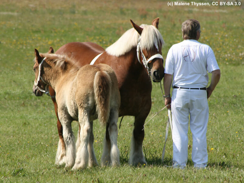 Juetlaender Stute und Fohlen