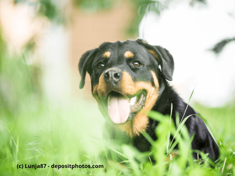 Junger Rottweiler liegend auf dem Rasen