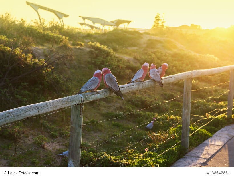 Kakadus - verschiedenen Kakaduarten