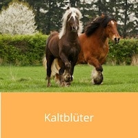 Sanft, friedlich, ausgeglichen - die riesigen Kaltblüter