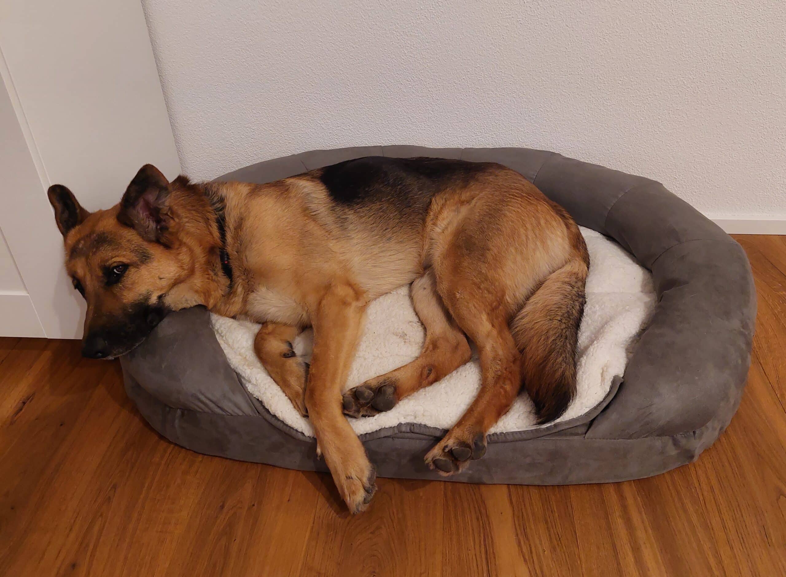 Schägerhund liegt in Karlie Hundebett