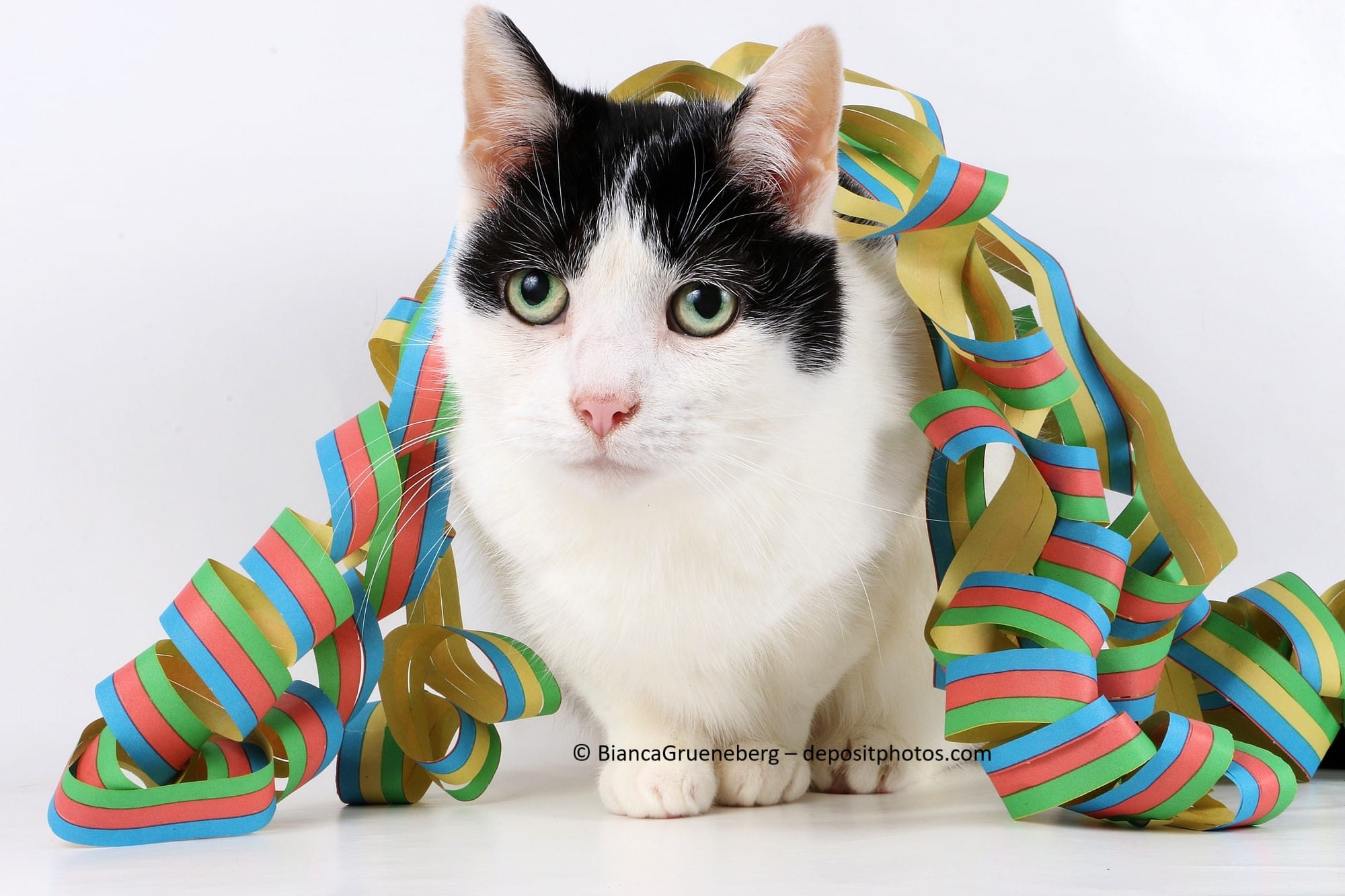 Katze ist mit einer bunten Girlande bedeckt.