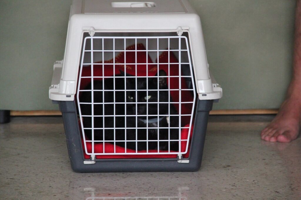 Stress kann bei Katzen Durchfall auslösen