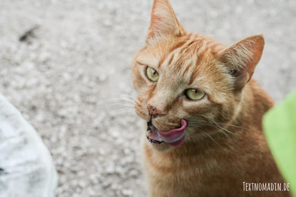 Milchprodukte schlecht für Katzen