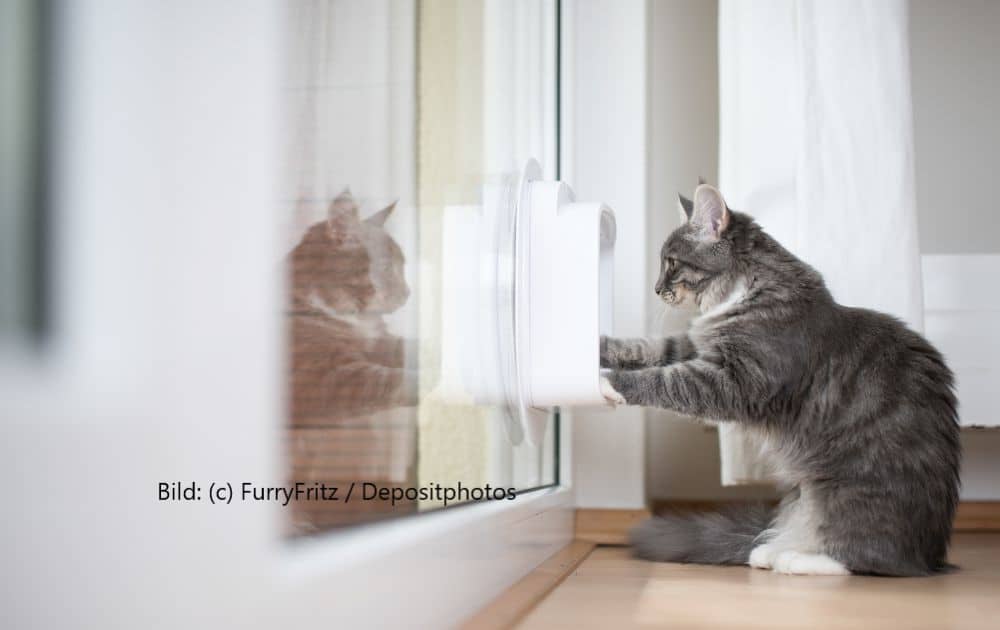 Katze sitzt vor der Türe vor einer Katzenklingel.