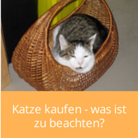 Katze kaufen - was ist zu beachten