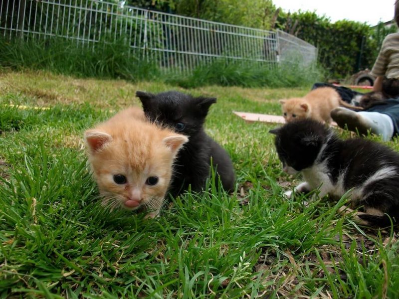Ausflug Katzenkinder
