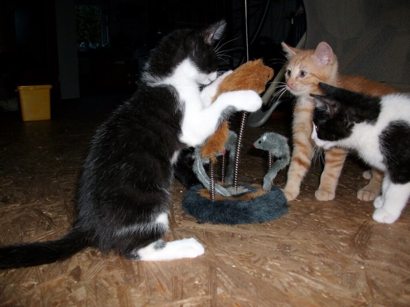 Gruppe spielender Kitten