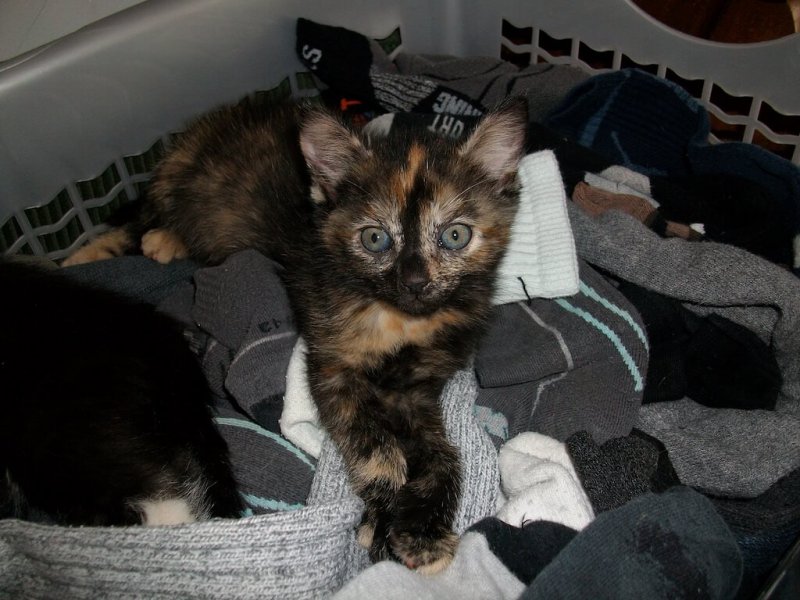 Katzenbaby zwischen Wäsche