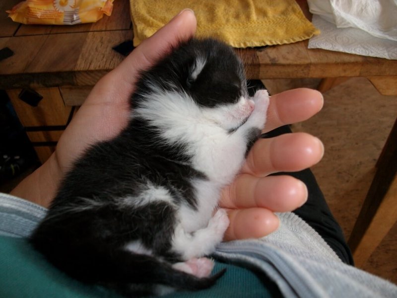 Aufzucht von Katzenwelpen