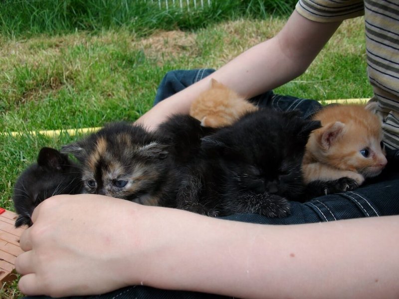 Kinder und Katzenbabies