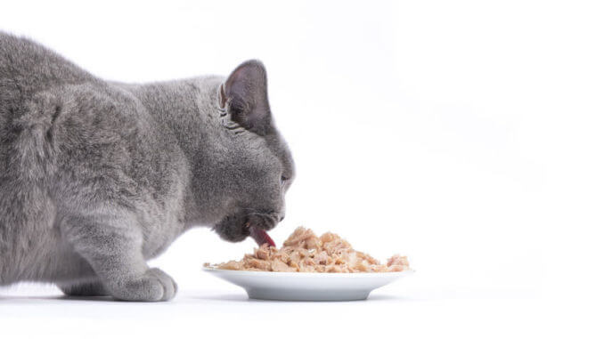 Katzenfutter aus der Dose