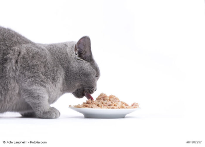 Katzen-Nassfutter bei Stiftung Warentest im Test: Marke ist kein Garant für Qualität