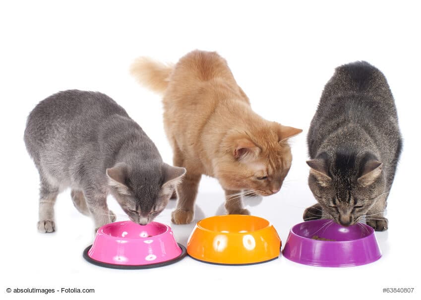 Fütterungsart Katzen - Welches Futter ist das Beste?