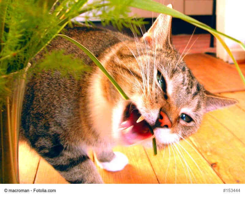 Katzengras- für die Gesundheit eurer Stubentieger