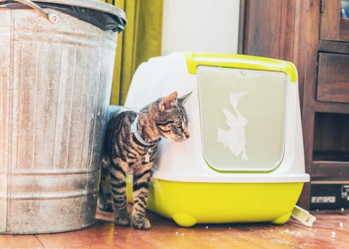 Nie mehr Katzenstreu-Chaos: 7 geniale Tricks für eine saubere Wohnung