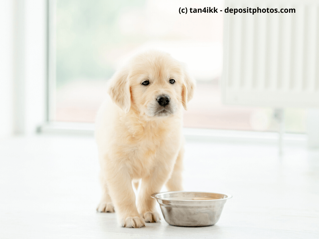 Ein Welpe steht vor dem Futternapf