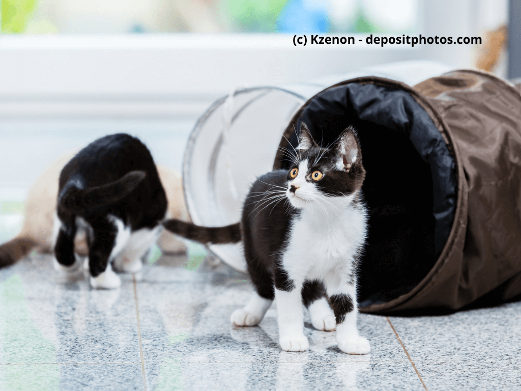 Zwei kleine Katzen spielen mit Katzentunnel