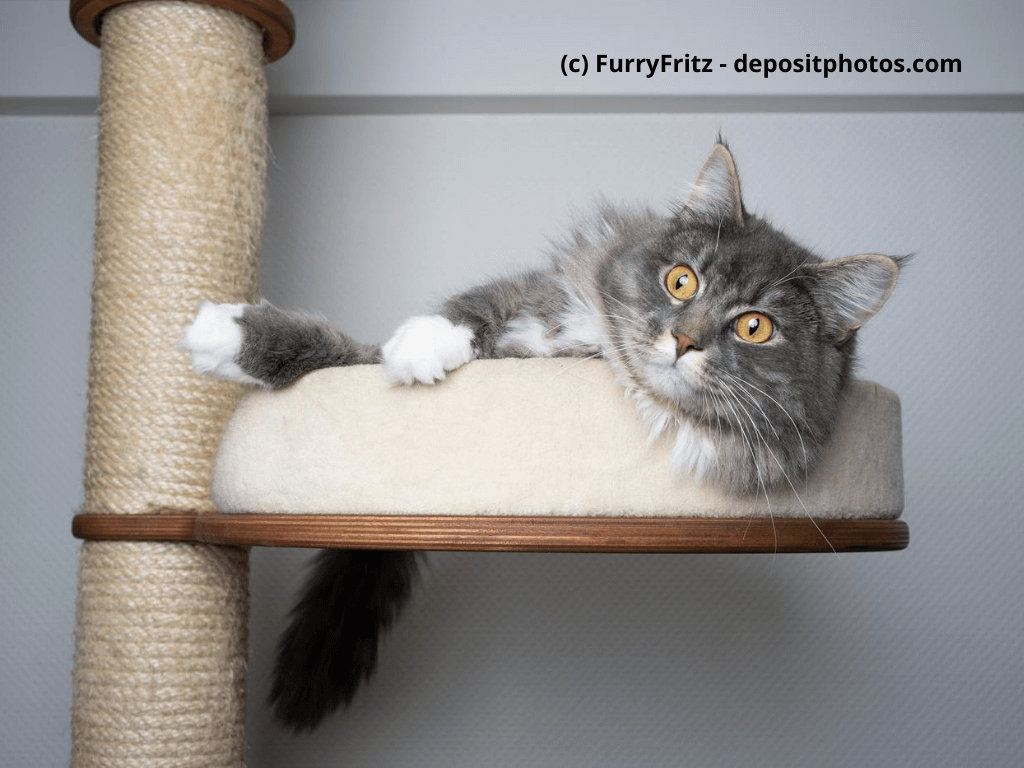 Maine Coon liegt entspannt auf dem Kratzbaum