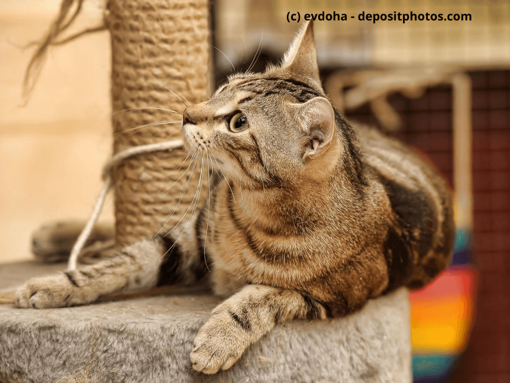 Katze liegt entspannt auf Kratzbaum