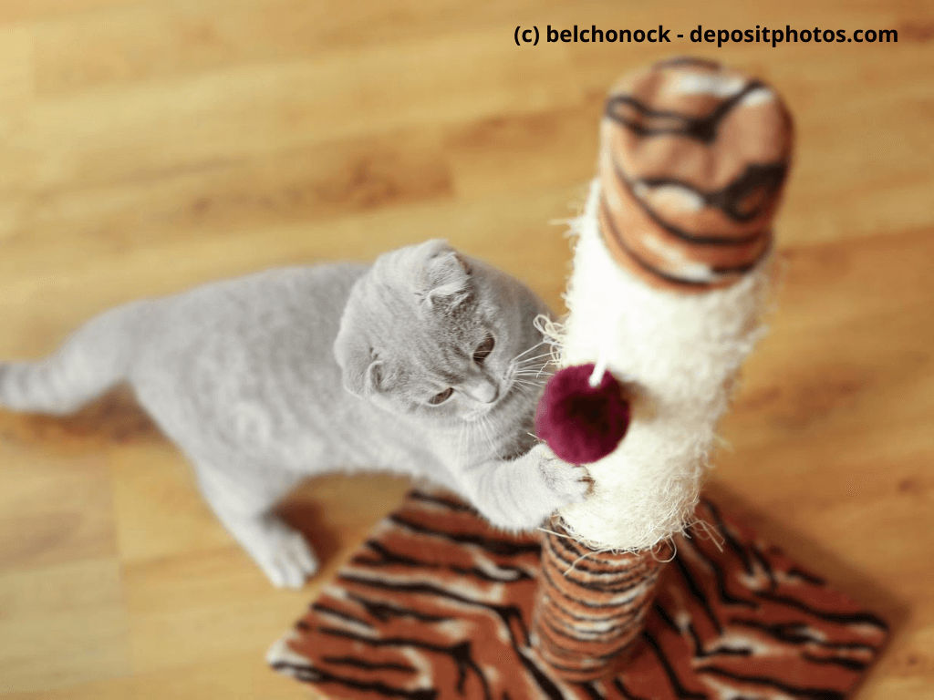 Graue Katze streckt und wetzt sich die KRallen am Kratzbaum