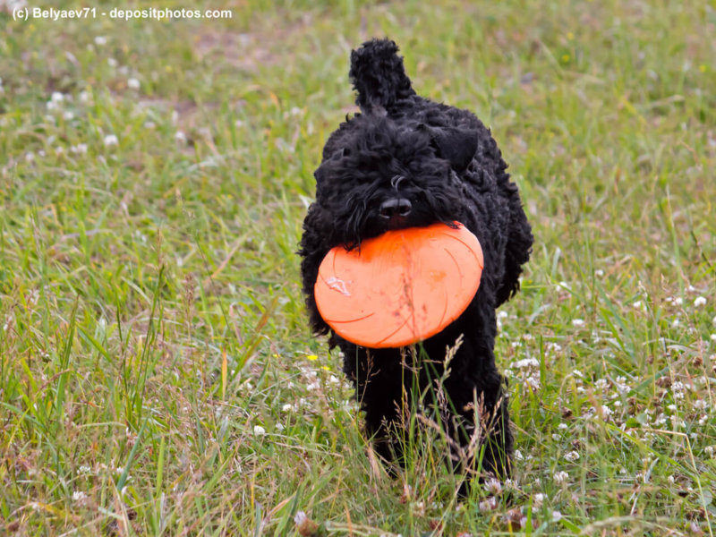 Kerry Blue Terrier mit Frisbee