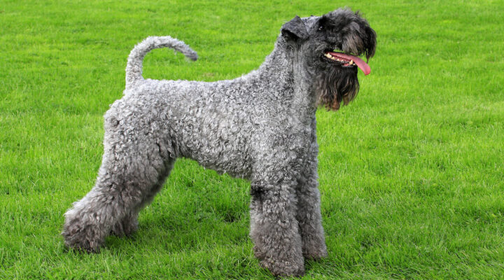 Kerry Blue Terrier