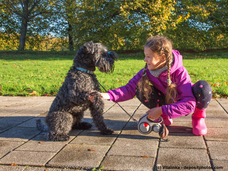 Der Kerry Blue Terrier mit Kind