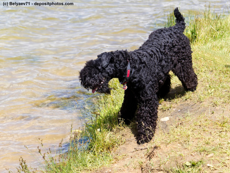 Kerry-blue-terrier am Wasser