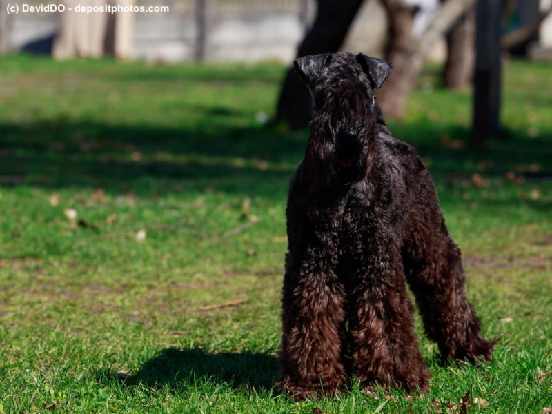 Kerry Blue Terrier aufmerksam