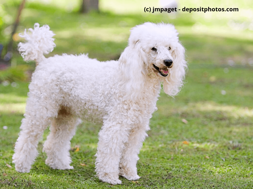 Kleinpudel Steckbrief