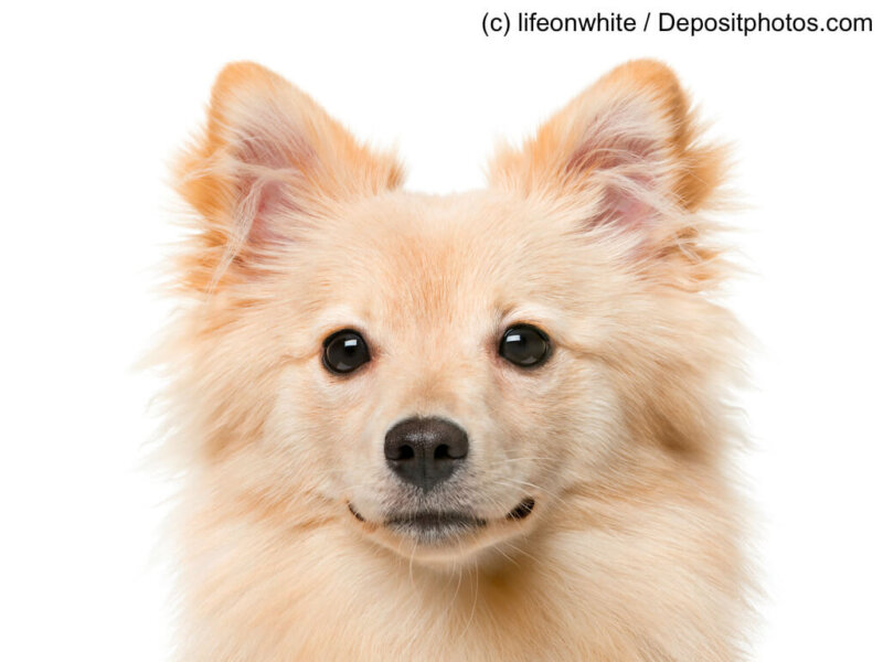 Portrait eines Kleinspitz