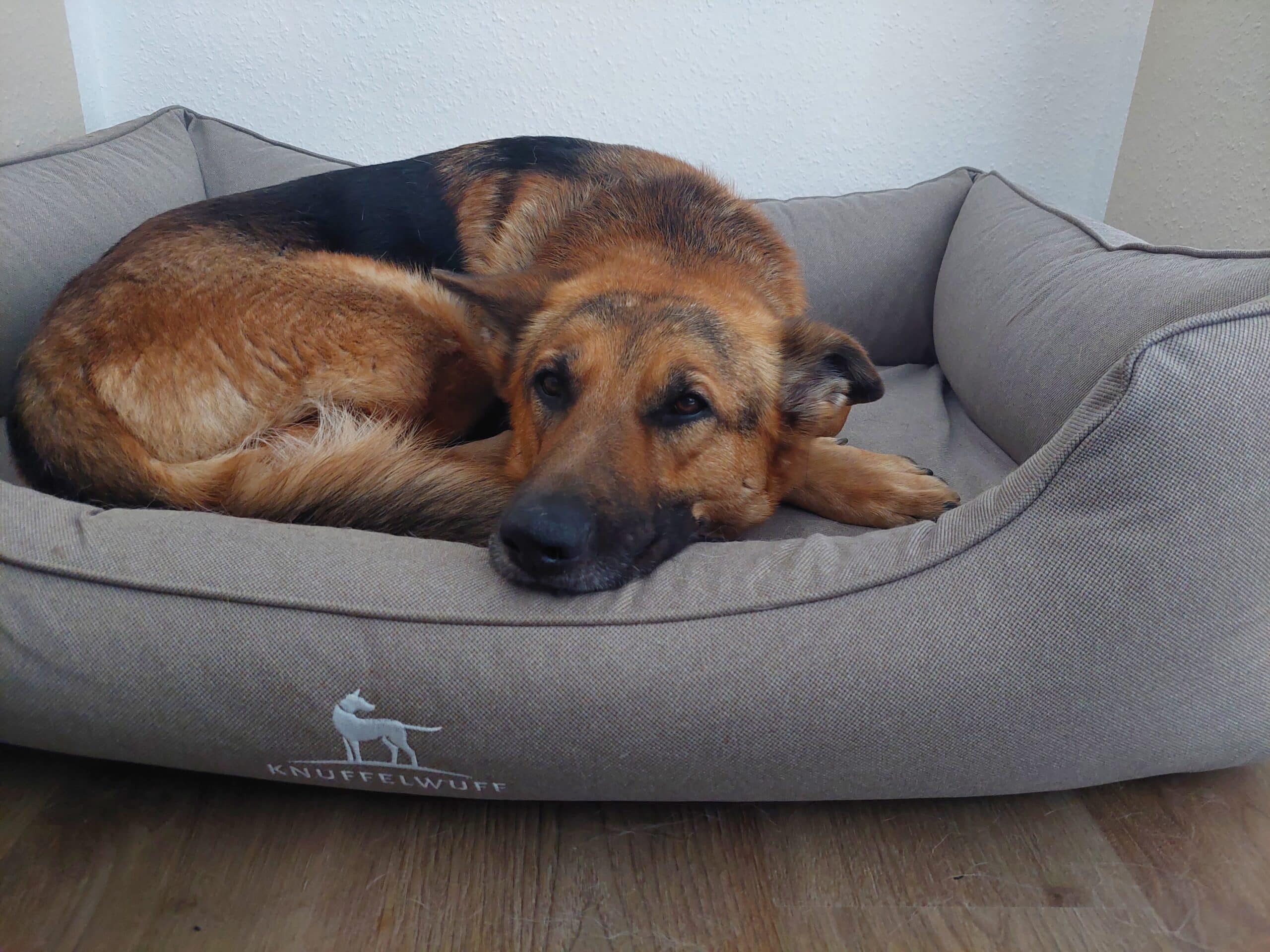 Schäferhund liegt im Knuffelwuff Körbchen