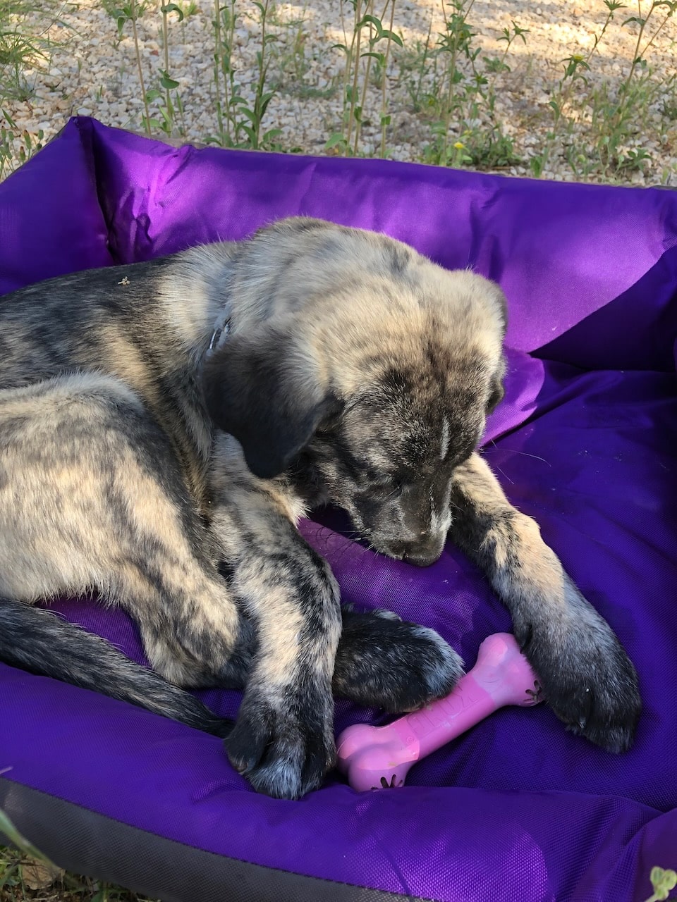 Welpen-Kong Goodie Bone im Test