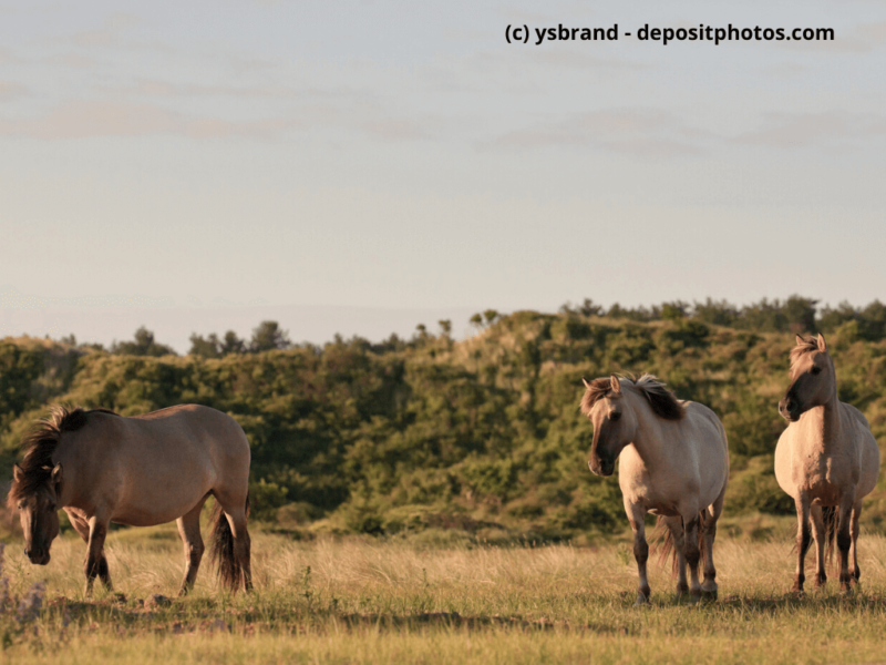Konik Gruppe von Wildpferden in Grasdünenlandschaft