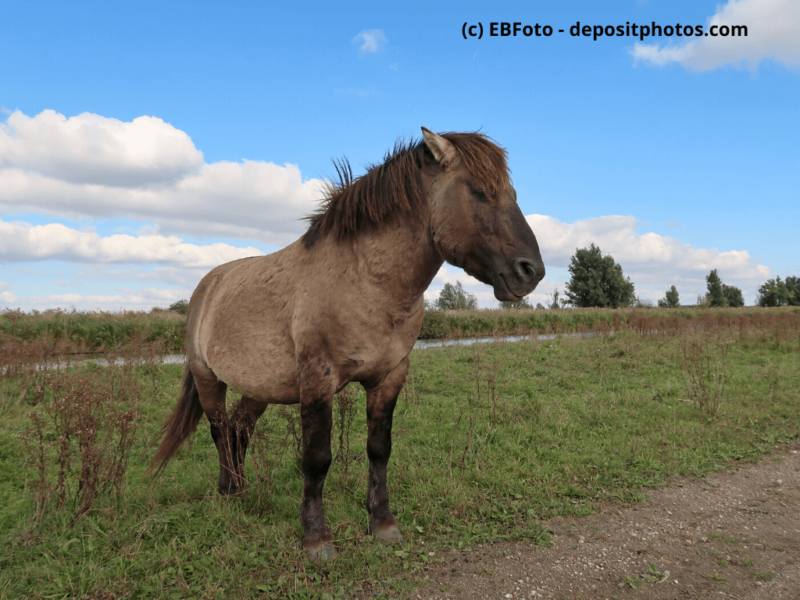 Konik Jung, stehend auf dem Feld