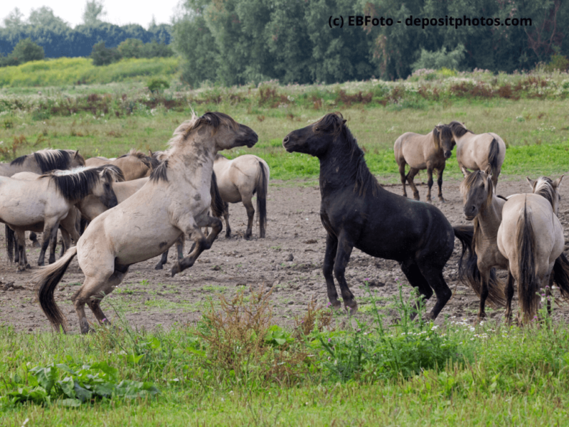 Konik Kampf der Pferde auf dem Feld