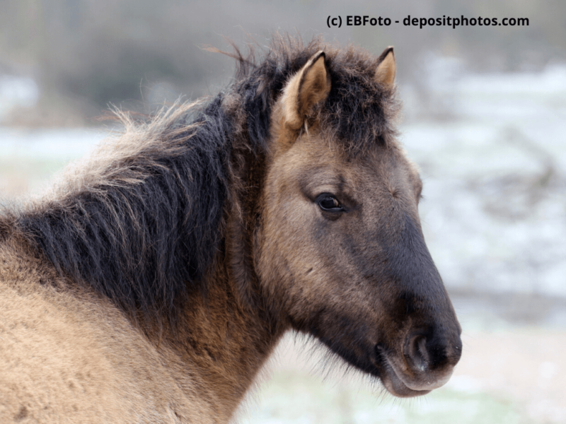 Konik Nahaufnahme von Pferdekopf