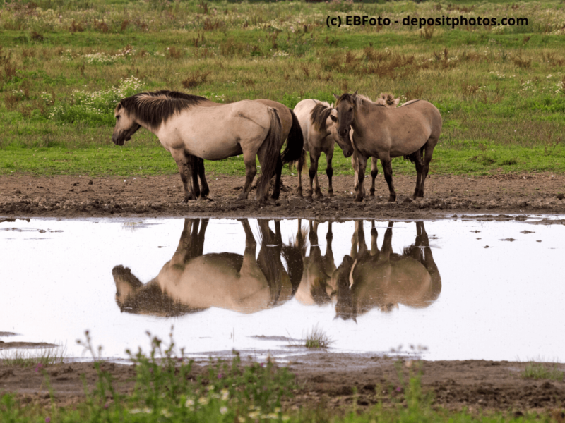Konik Pferde vor Teich auf Weide