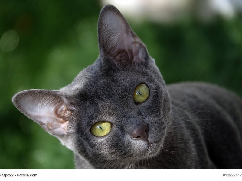 Korat Katzenkind Nahaufnahme