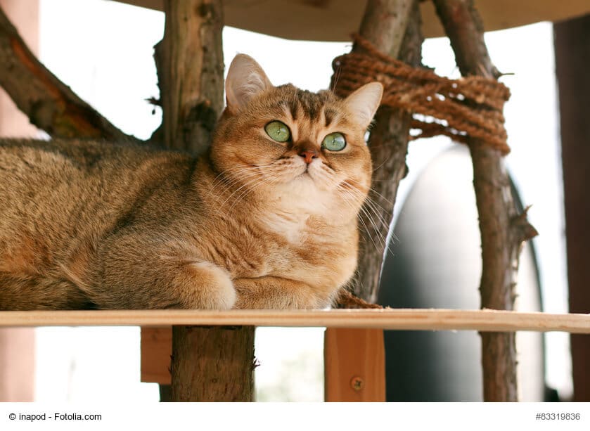 Katzenmöbel Kratzwürfel für Katzen selber bauen - Anleitung