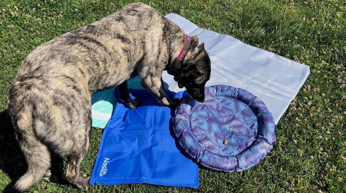 Kühlmatten für Hunde im diesjährigen Test